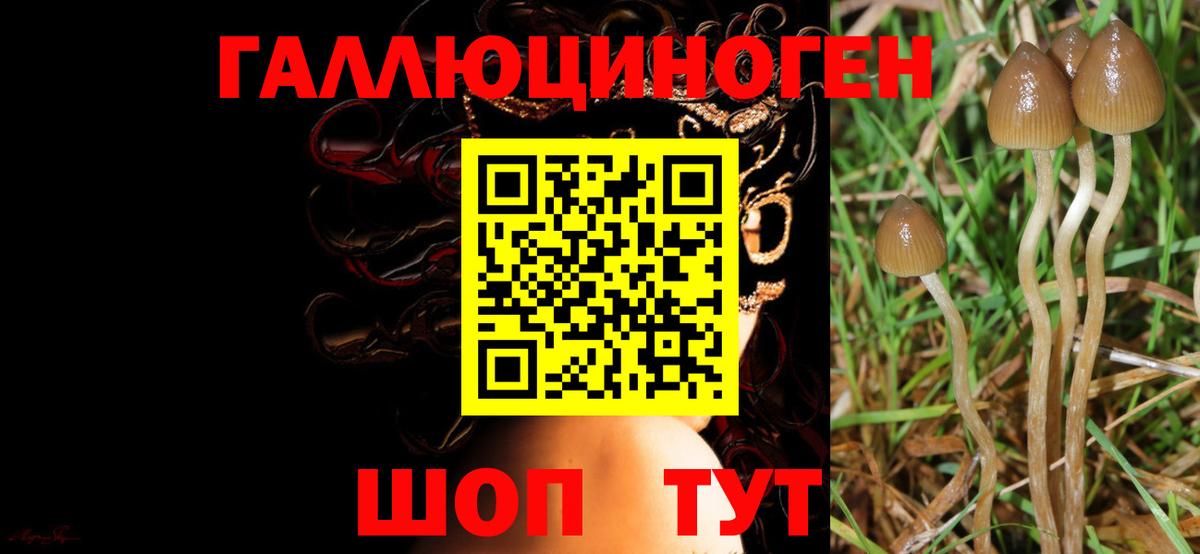 Кохма  Галлюциногенные грибы Psilocybine cubensis  где продают   Вход с VPN 